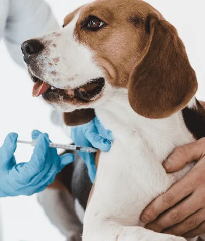 Dog Vaccinations in Burton
