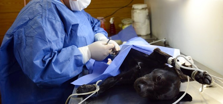 Cannonsburg animal hospital veterinary operation