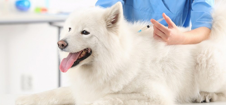 dog vaccination dispensary in Saranac