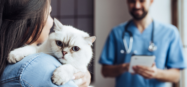 spay and neuter care in Commerce