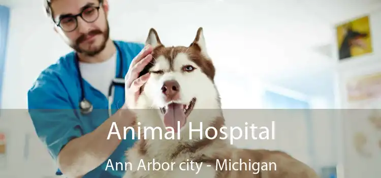 Animal Hospital Ann Arbor city - Michigan