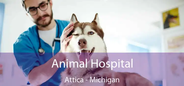 Animal Hospital Attica - Michigan