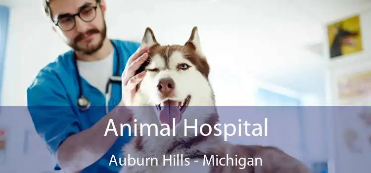 Animal Hospital Auburn Hills - Michigan