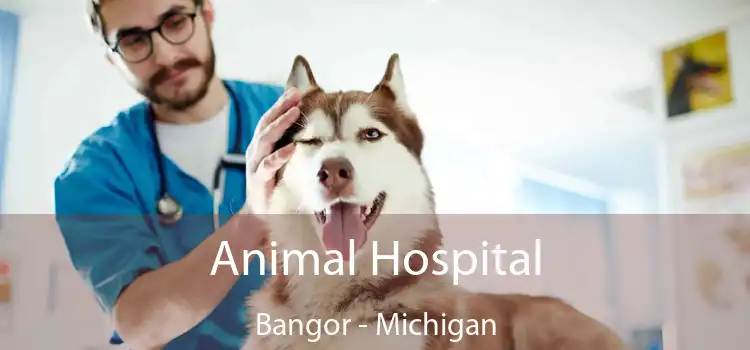 Animal Hospital Bangor - Michigan