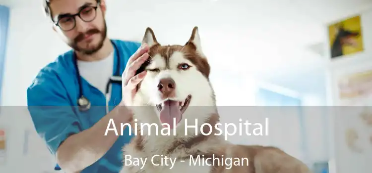 Animal Hospital Bay City - Michigan