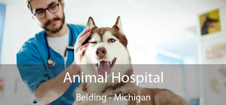 Animal Hospital Belding - Michigan