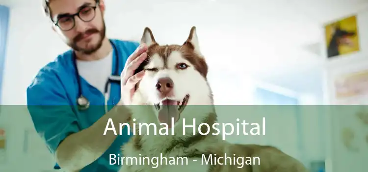 Animal Hospital Birmingham - Michigan