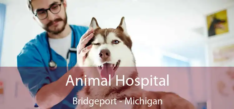 Animal Hospital Bridgeport - Michigan