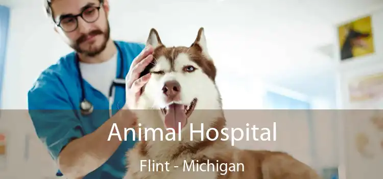 Animal Hospital Flint - Michigan