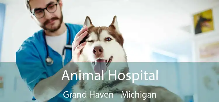 Animal Hospital Grand Haven - Michigan