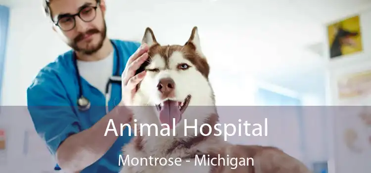 Animal Hospital Montrose - Michigan