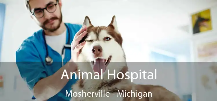 Animal Hospital Mosherville - Michigan