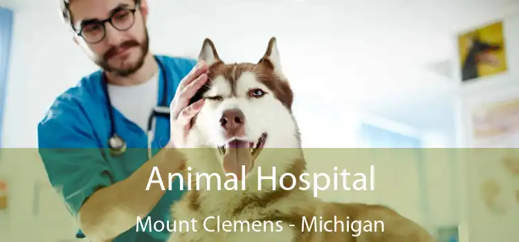 Animal Hospital Mount Clemens - Michigan