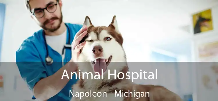 Animal Hospital Napoleon - Michigan