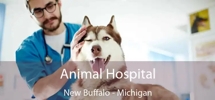 Animal Hospital New Buffalo - Michigan