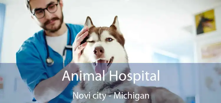 Animal Hospital Novi city - Michigan