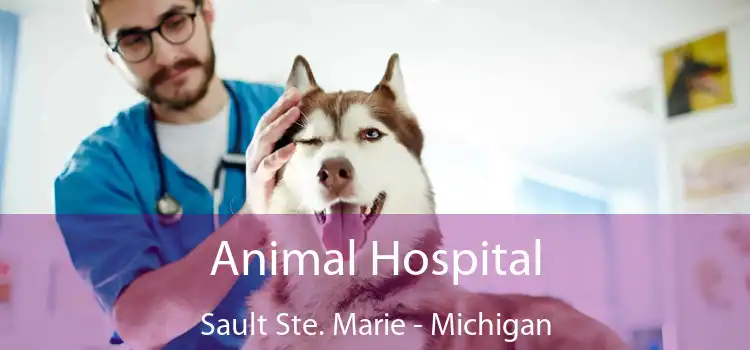 Animal Hospital Sault Ste. Marie - Michigan