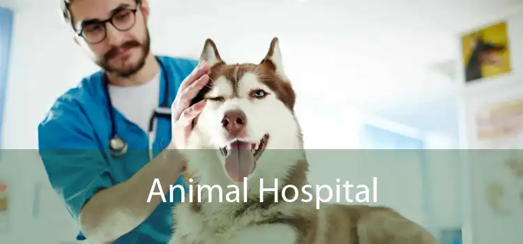 Animal Hospital 