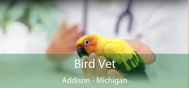 Bird Vet Addison - Michigan