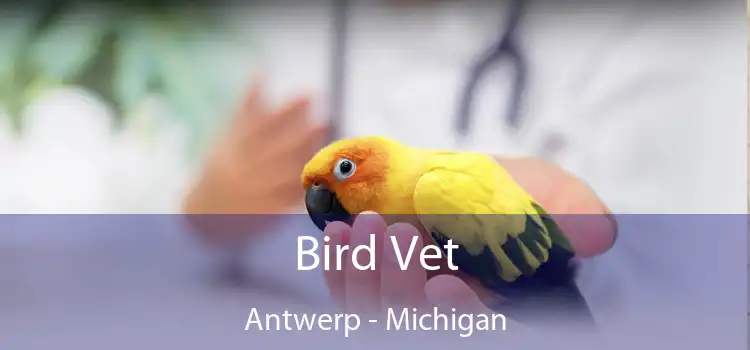 Bird Vet Antwerp - Michigan