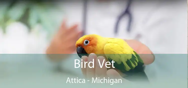 Bird Vet Attica - Michigan