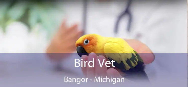 Bird Vet Bangor - Michigan