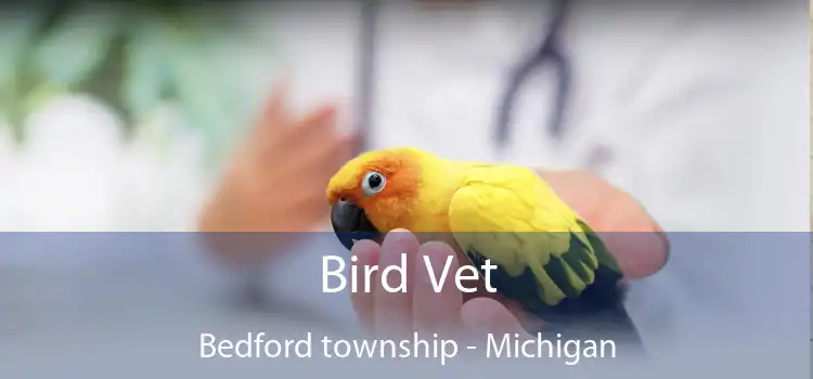 Bird Vet Bedford township - Michigan