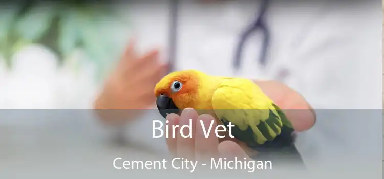 Bird Vet Cement City - Michigan