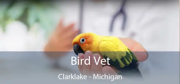 Bird Vet Clarklake - Michigan