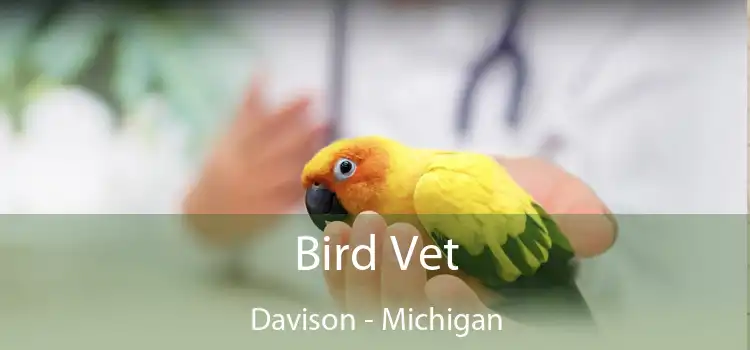 Bird Vet Davison - Michigan