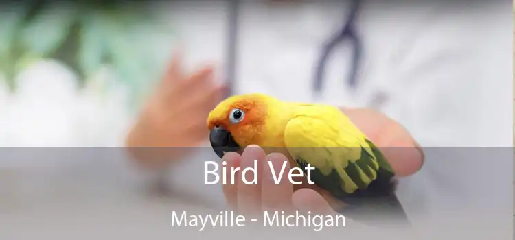 Bird Vet Mayville - Michigan