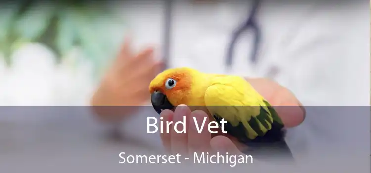 Bird Vet Somerset - Michigan