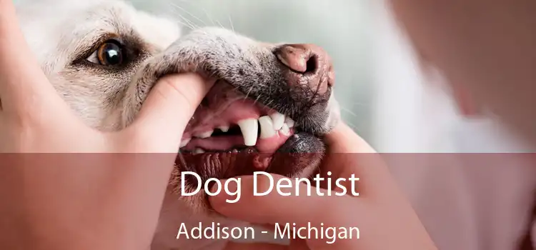 Dog Dentist Addison - Michigan