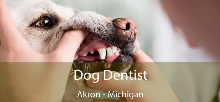 Dog Dentist Akron - Michigan