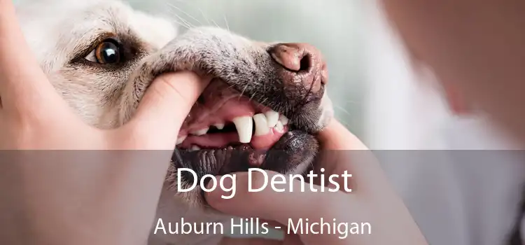 Dog Dentist Auburn Hills - Michigan