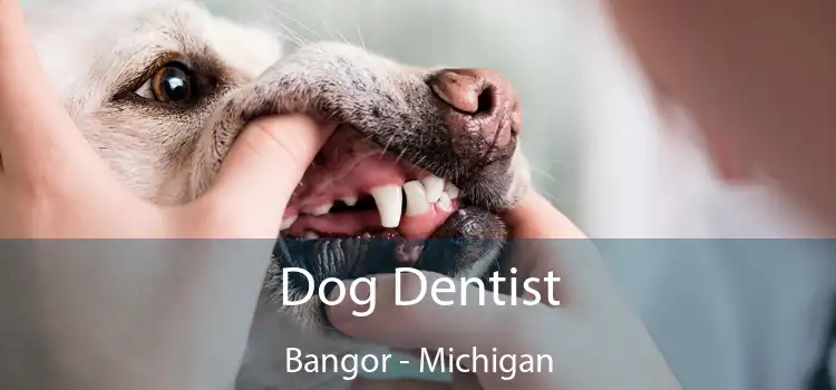 Dog Dentist Bangor - Michigan