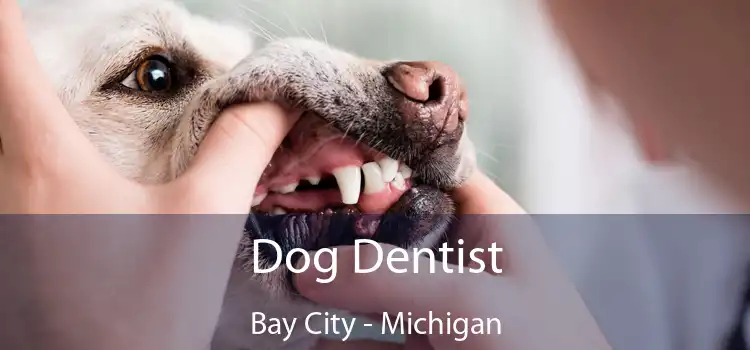 Dog Dentist Bay City - Michigan