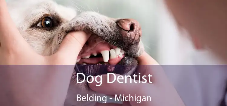 Dog Dentist Belding - Michigan