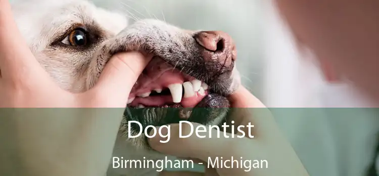 Dog Dentist Birmingham - Michigan