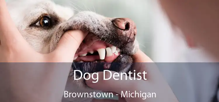 Dog Dentist Brownstown - Michigan