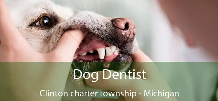 Dog Dentist Clinton charter township - Michigan