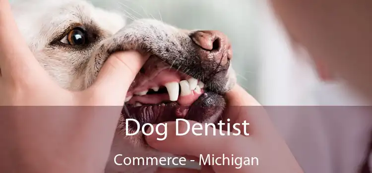 Dog Dentist Commerce - Michigan