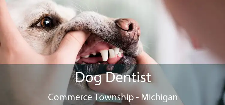 Dog Dentist Commerce Township - Michigan