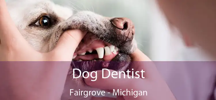 Dog Dentist Fairgrove - Michigan