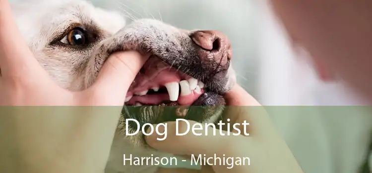 Dog Dentist Harrison - Michigan