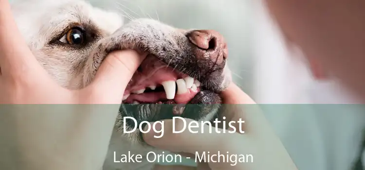 Dog Dentist Lake Orion - Michigan