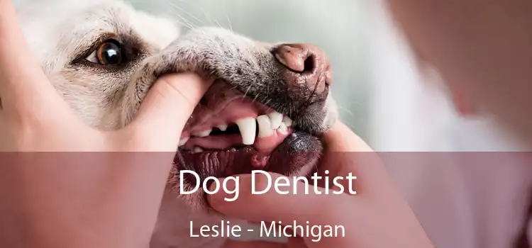 Dog Dentist Leslie - Michigan