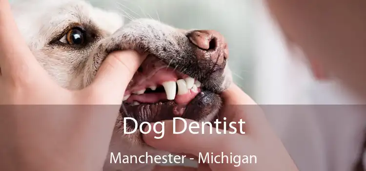 Dog Dentist Manchester - Michigan