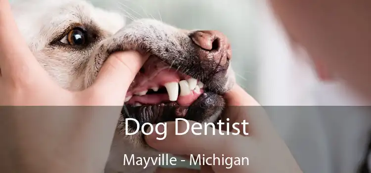 Dog Dentist Mayville - Michigan