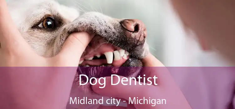 Dog Dentist Midland city - Michigan